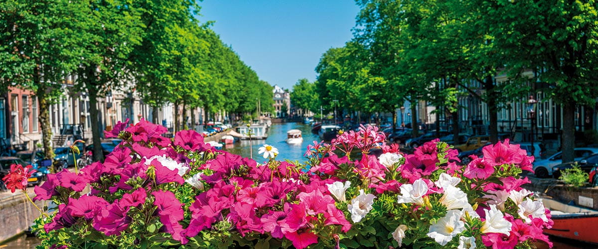 Amsterdam in Bloom